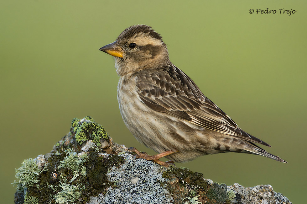 Gorrion chillon (Petronia petronia)